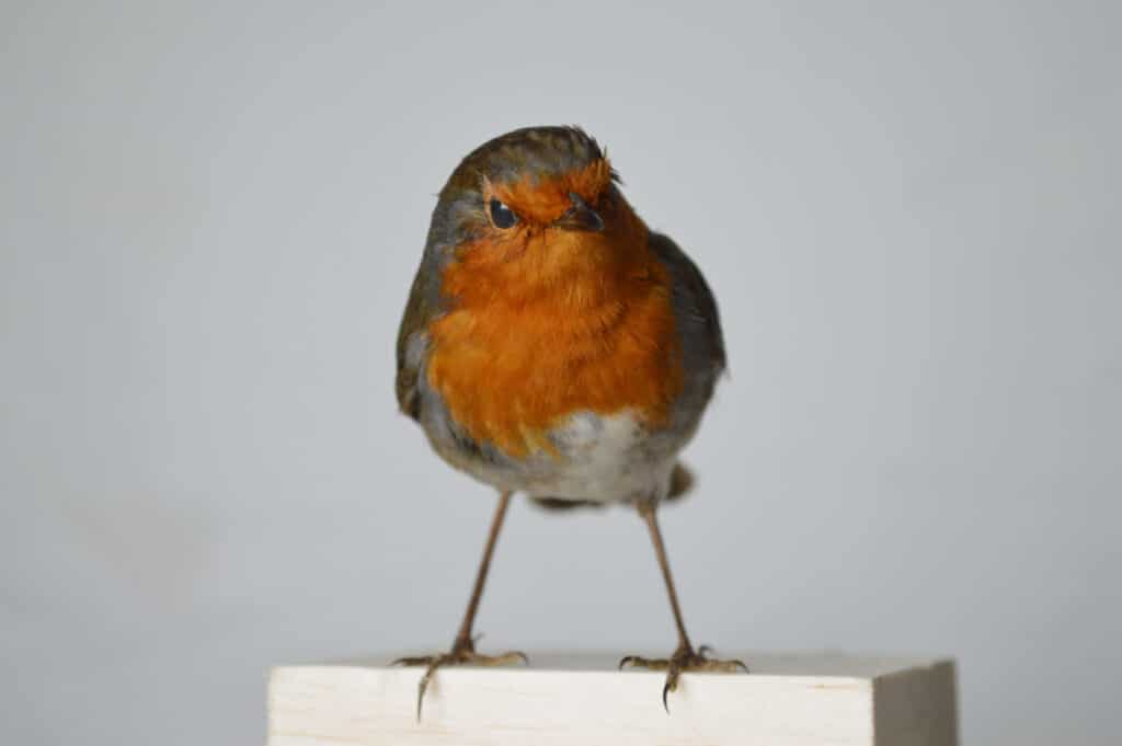 Robin for Tullie House Museum & Art Gallery Trust